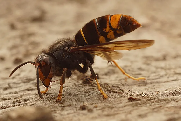 Aziatische hoornaar