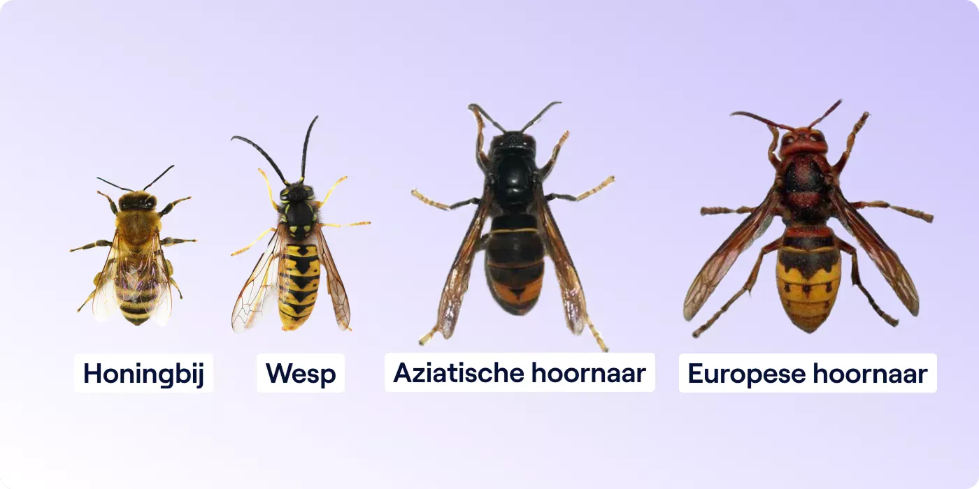 Leer de hoornaar herkennen.